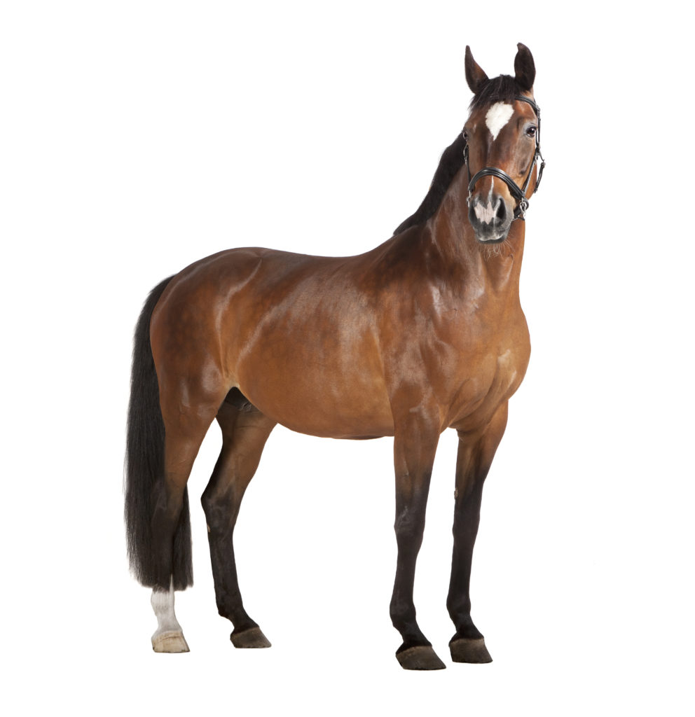 Spring and Summer Horse Health Tips - Kissimmee Valley Feed