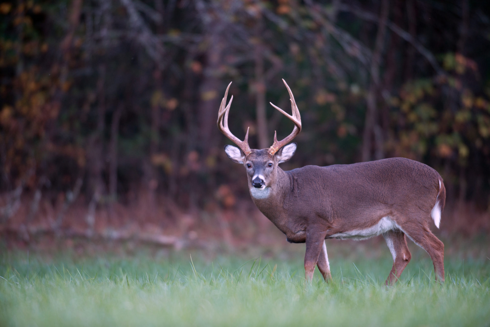 Wildlife - Kissimmee Valley Feed