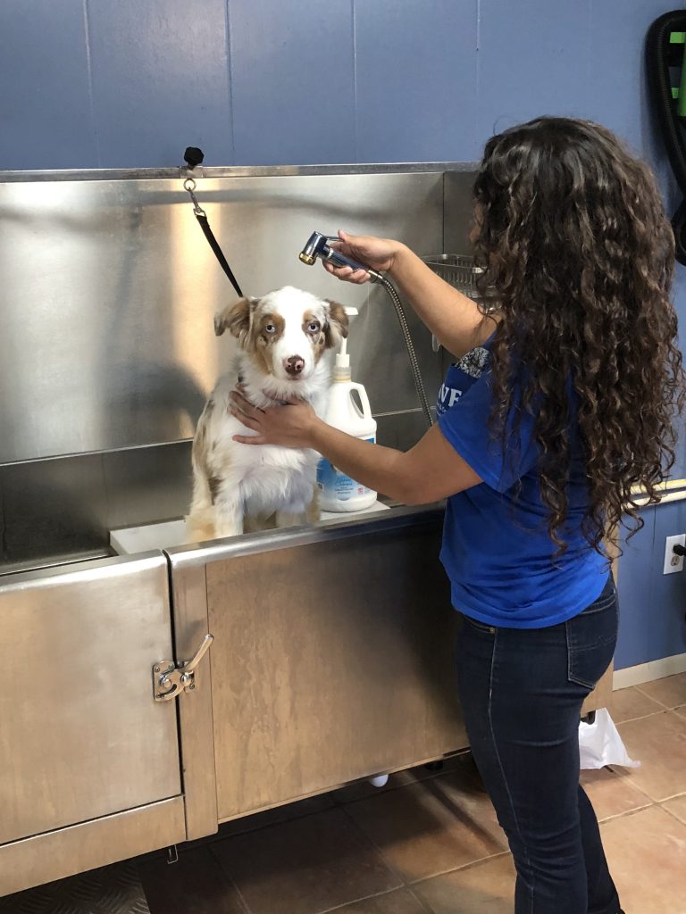 Self Serve Pet Wash Station Kissimmee Valley Feed