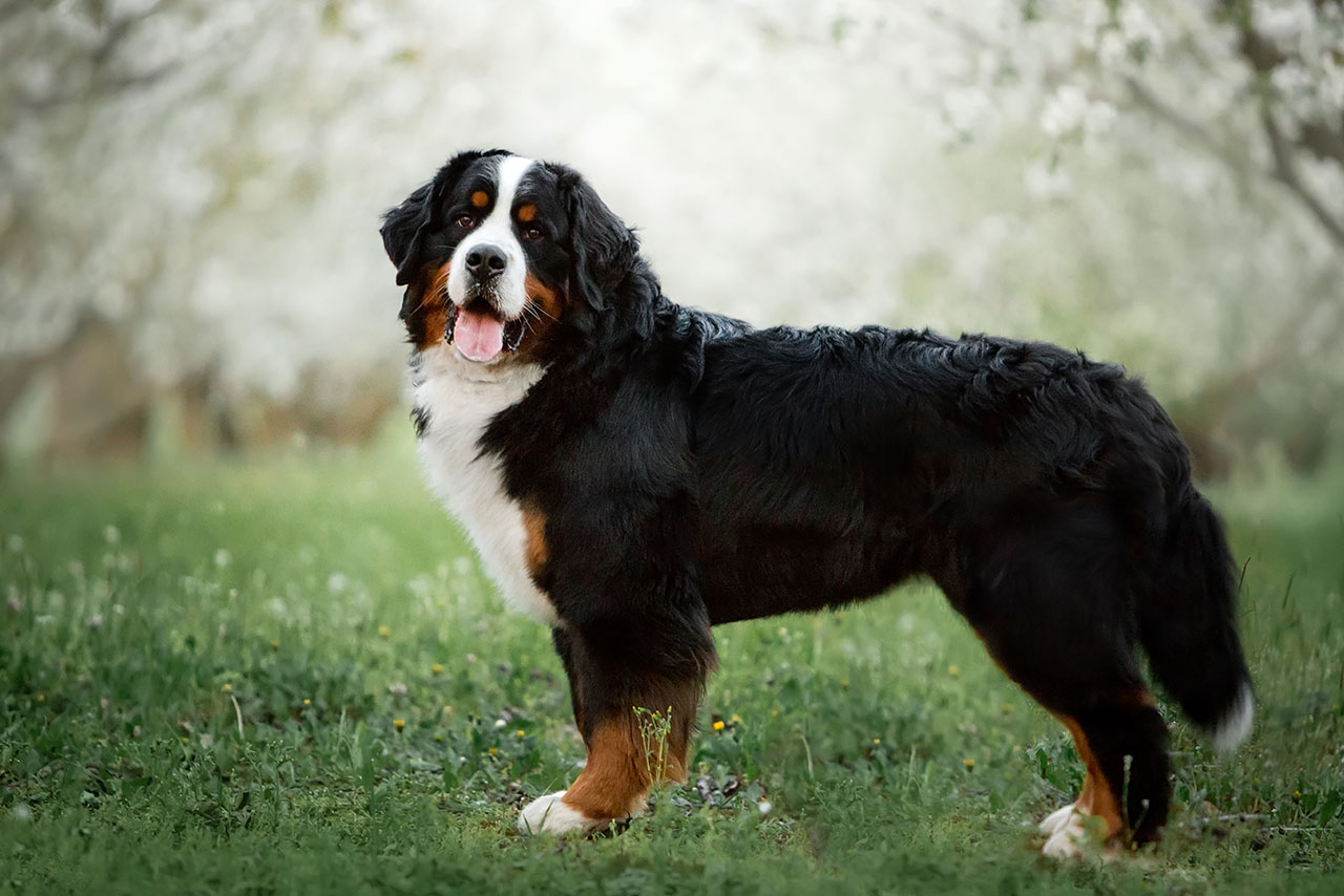 The Nutritional Needs of Large and Giant Dog Breeds :: Kissimmee Valley