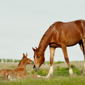 Lighting & Nutrition for Breeding Late Winter/Early Spring