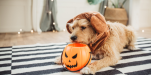 Pet Costume Contest at Kissimmee Valley Feed