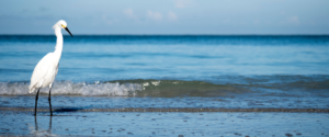 Wild Bird Seminar at Store #2displays a photo of a wild Florida bird standing in the ocean.