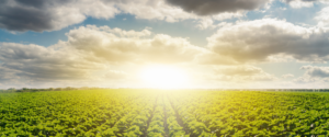 Agriculture Day at the Main Store: photo of a field and sunrise