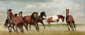 Peak Performance Equine Nutrients Seminar photo of horses in pasture