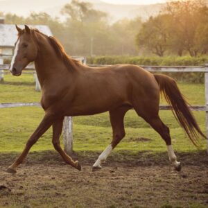 Your Horse: Avoid Being Felled by Fall Founder