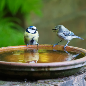 Attracting Birds, Birds in Bird Bath