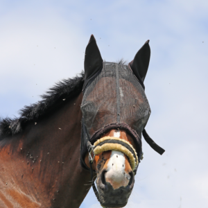 How to Tell if Your Horse Has an Insect Problem
