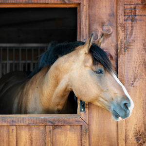 Deworming: Plan, Purge, Protect. Tan horse looking out of a barn stall.