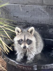 Raccoon bathing