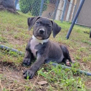 Adorable gray and white puppy