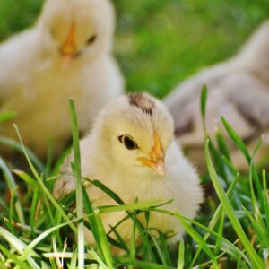 Yellow, fuzzy chicks sitting in grass.