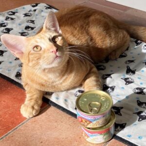 February Astro Sale: Against the Grain Cat Food